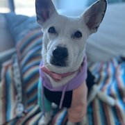 Home Owner wanting sitter in Brisbane, Queensland