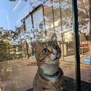 Home Owner wanting sitter in Sydney CBD, New South Wales