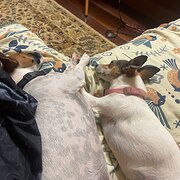 Home Owner wanting sitter in , Queensland