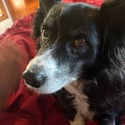 Home Owner wanting sitter in Adelaide, South Australia