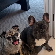 Home Owner wanting sitter in Melbourne , Victoria