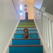 Home Owner wanting sitter in brisbane, Queensland