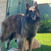Home Owner wanting sitter in Canberra , New South Wales