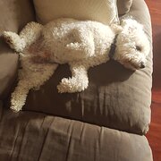 Home Owner wanting sitter in , Western Australia