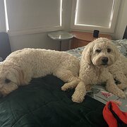 Home Owner wanting sitter in Nowra , New South Wales