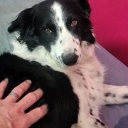 Home Owner wanting sitter in Adelaide, South Australia