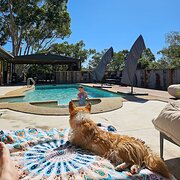 Home Owner wanting sitter in , Victoria