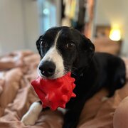 Home Owner wanting sitter in Gosford, New South Wales