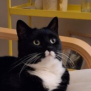 Home Owner wanting sitter in , Victoria