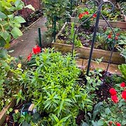 Home Owner wanting sitter in Melbourne, Victoria
