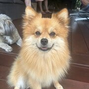 Home Owner wanting sitter in , Queensland