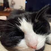 Home Owner wanting sitter in Melbourne, Victoria