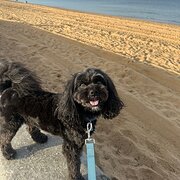 Home Owner wanting sitter in Melbourne, Victoria