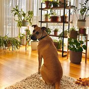 Home Owner wanting sitter in Melbourne, Victoria