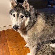 Home Owner wanting sitter in Newcastle , New South Wales