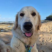 Home Owner wanting sitter in , Queensland