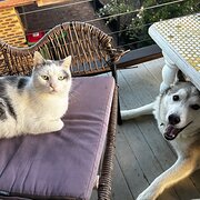 Home Owner wanting sitter in Ipswich , Queensland