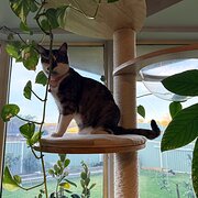 Home Owner wanting sitter in Newcastle, New South Wales