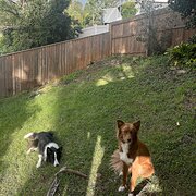 Home Owner wanting sitter in , Queensland