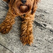 Home Owner wanting sitter in Newcastle , New South Wales