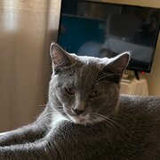 Home Owner wanting sitter in Newcastle, New South Wales