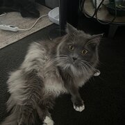Home Owner wanting sitter in , New South Wales