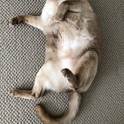 Home Owner wanting sitter in , New South Wales