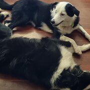 Home Owner wanting sitter in Brisbane , Queensland
