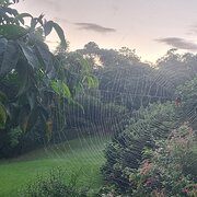 Home Owner wanting sitter in Brisbane , Queensland
