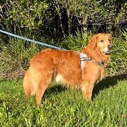 Home Owner wanting sitter in Brisbane, Queensland
