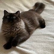 Home Owner wanting sitter in Sydney, New South Wales