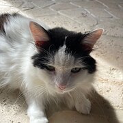 Home Owner wanting sitter in Agnes Water, Queensland