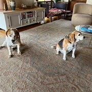 Home Owner wanting sitter in Hobart , Tasmania