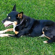 Home Owner wanting sitter in , South Australia