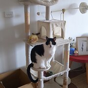 Home Owner wanting sitter in , New South Wales