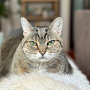 Home Owner wanting sitter in , Victoria