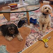 Home Owner wanting sitter in Dromana, Victoria