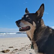 Home Owner wanting sitter in Perth, Western Australia