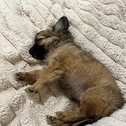 Home Owner wanting sitter in , Queensland