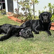 Home Owner wanting sitter in , New South Wales