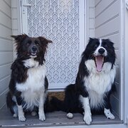 Home Owner wanting sitter in Newcastle, New South Wales