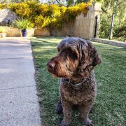 Home Owner wanting sitter in Perth, Western Australia