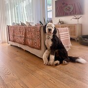 Home Owner wanting sitter in , Queensland