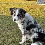 Home Owner wanting sitter in Melbourne, Victoria