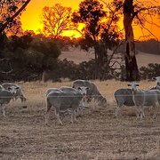 Home Owner wanting sitter in Perth , Western Australia