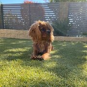 Home Owner wanting sitter in Canberra, Australian Capital Territory