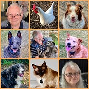 House Sitter - Retired, friendly reliable couple