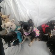 Home Owner wanting sitter in Adelaide, South Australia