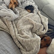 Home Owner wanting sitter in , Queensland