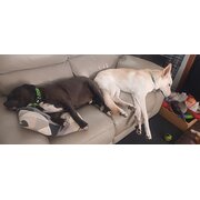 Home Owner wanting sitter in Sydney CBD, New South Wales